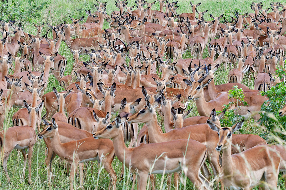 Impala mega herd in the Kruger National Park