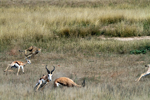 cheetah chase