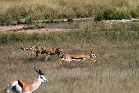 road trip kill a cheetah