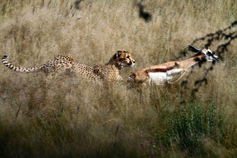 road trip kill a cheetah