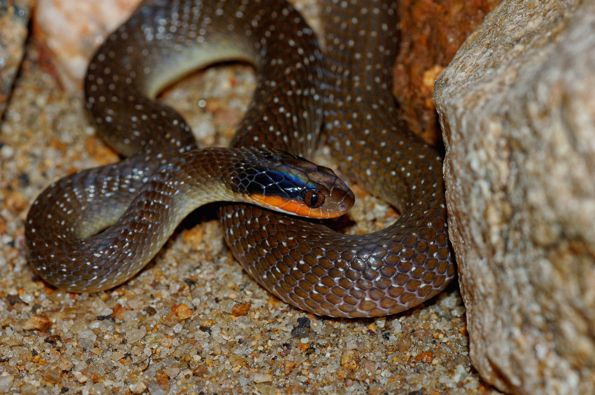 Red Lipped Herald at our Talamati bungalow