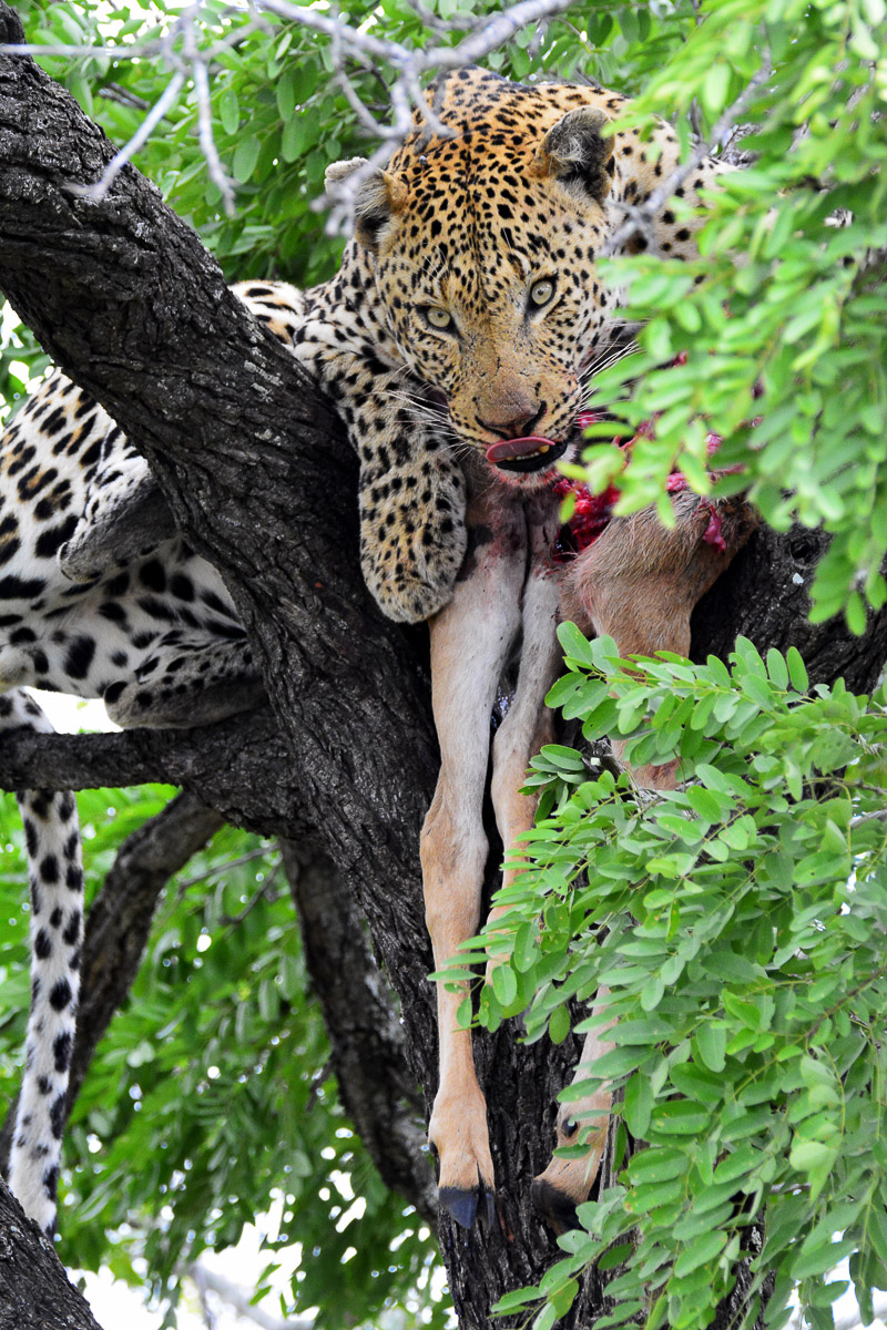 Leopard with kill on Tamboti access road