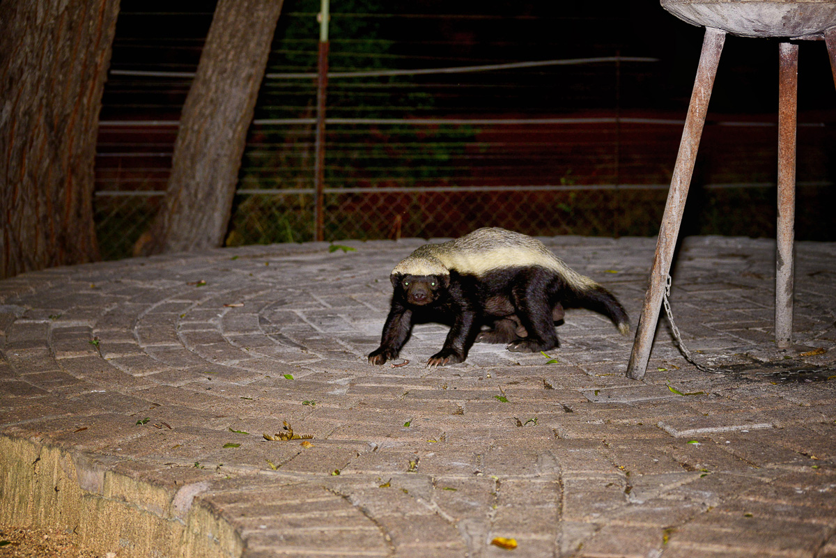 Tamboti Honey badger