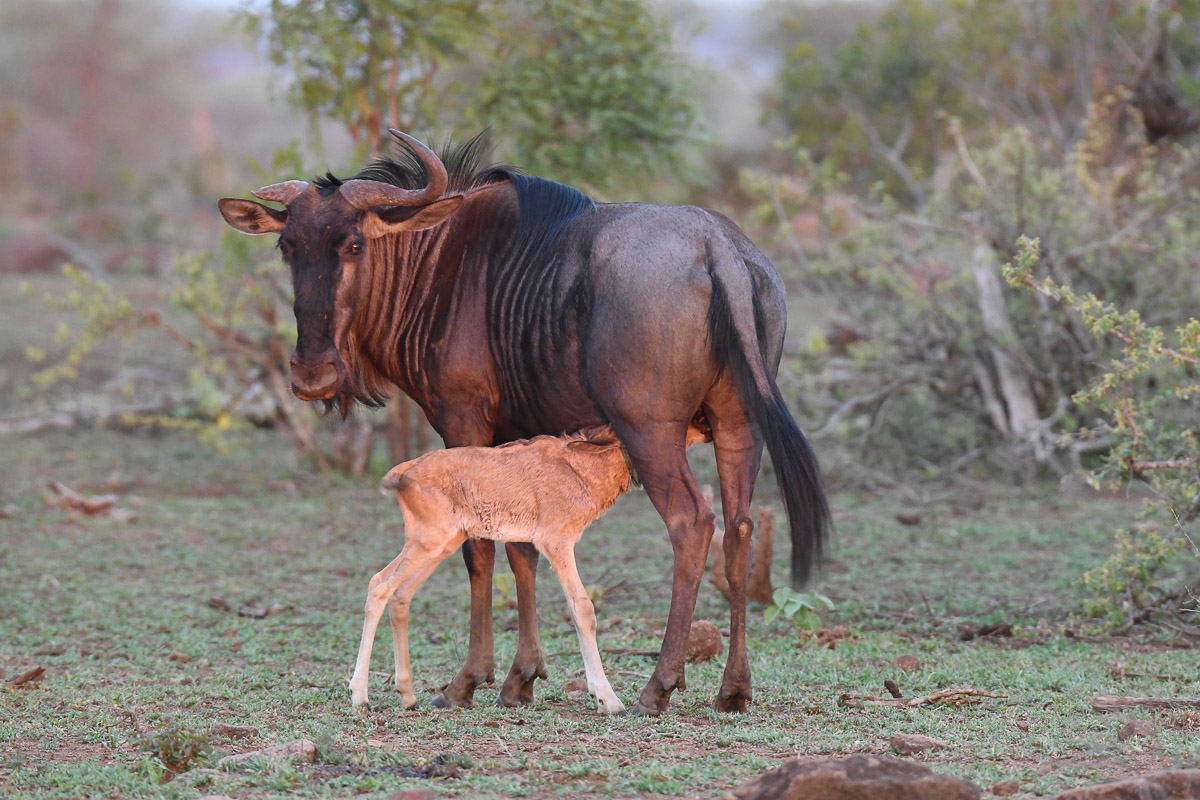 Maroela camp access road provides good sightings of Wildebeest and their babies during the summer months in the Kruger National Park