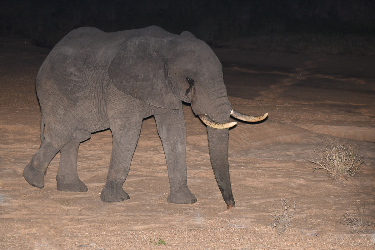 Tamboti elephant walking past our tent at night