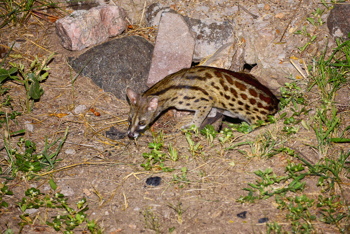 Tamboti genet coming into camp
