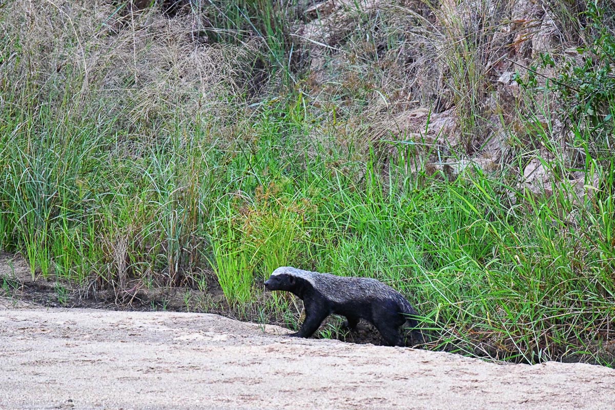Tamboti Honey badger in riverbed