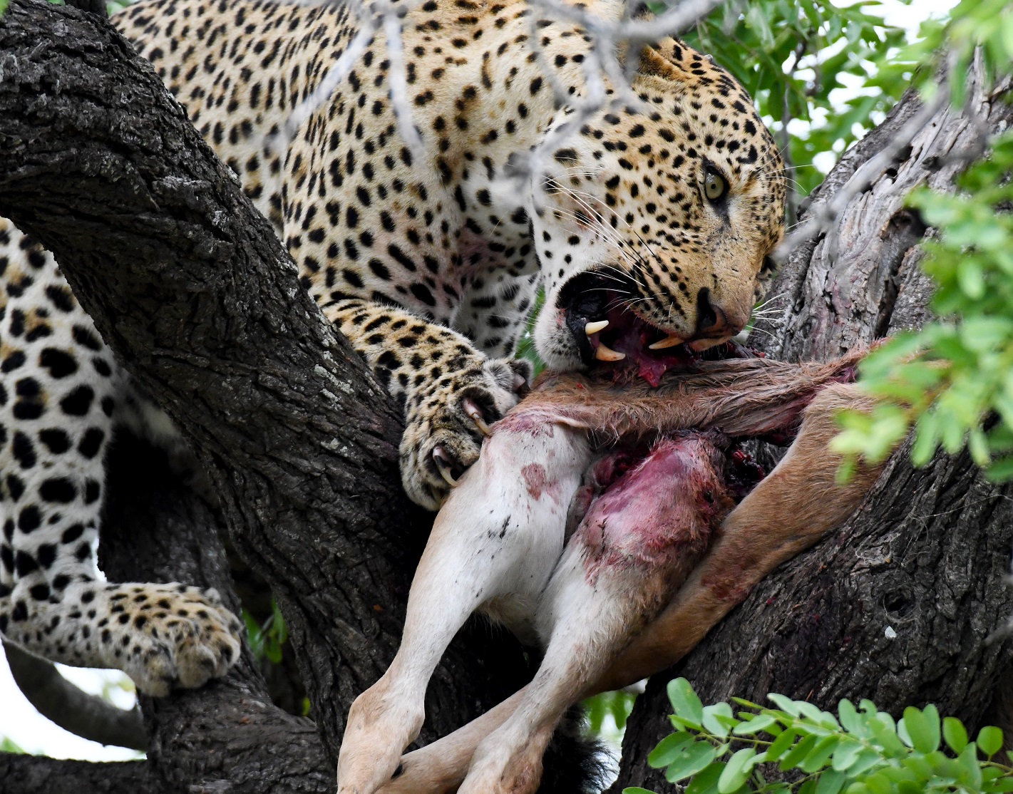 leopards eating humans