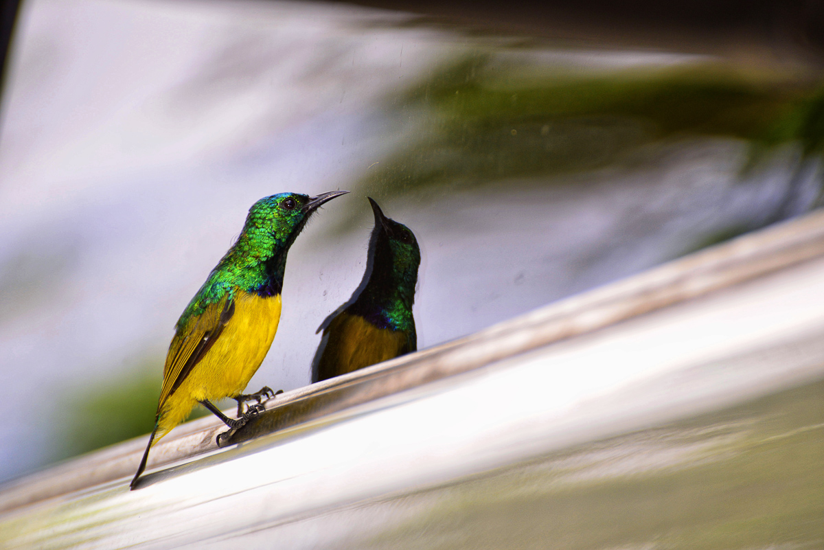 Tamboti sunbird on car window