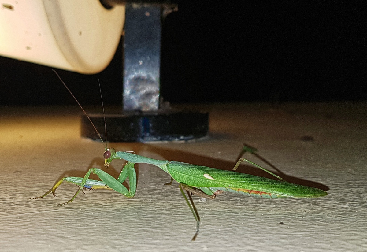 Tamboti visitor praying mantis