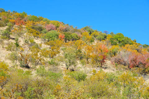 tamboti winter colours in pilanesberg