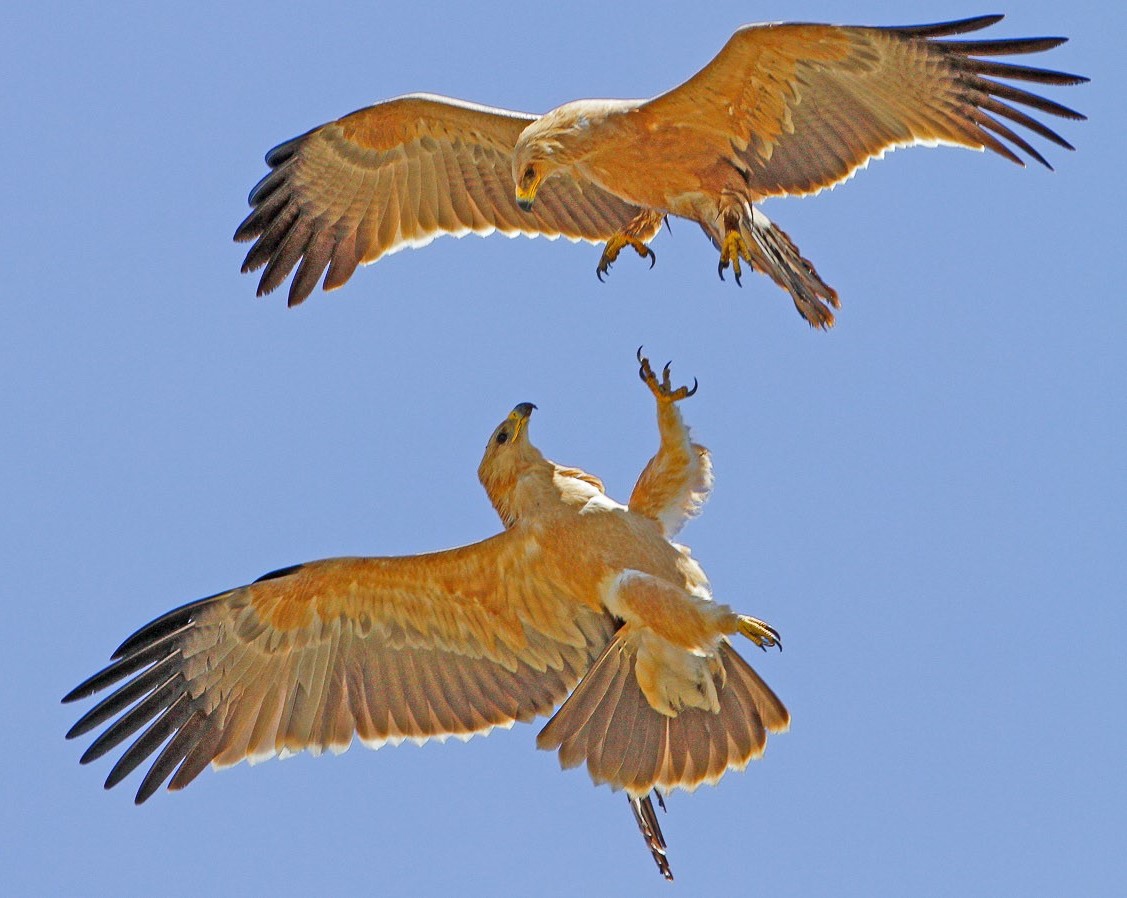Tawny eagles fighting in the air, image taken in the Kruger National Park