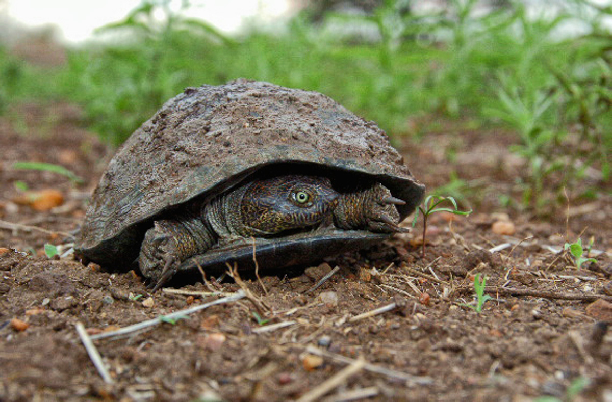 Terrapin found leading his pond