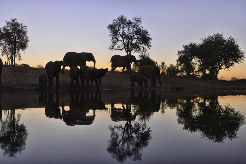 Elephant coming to drink at the waterhole at sunset at terrapin hide