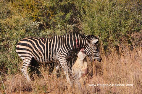 Lioness hanging off Zebra