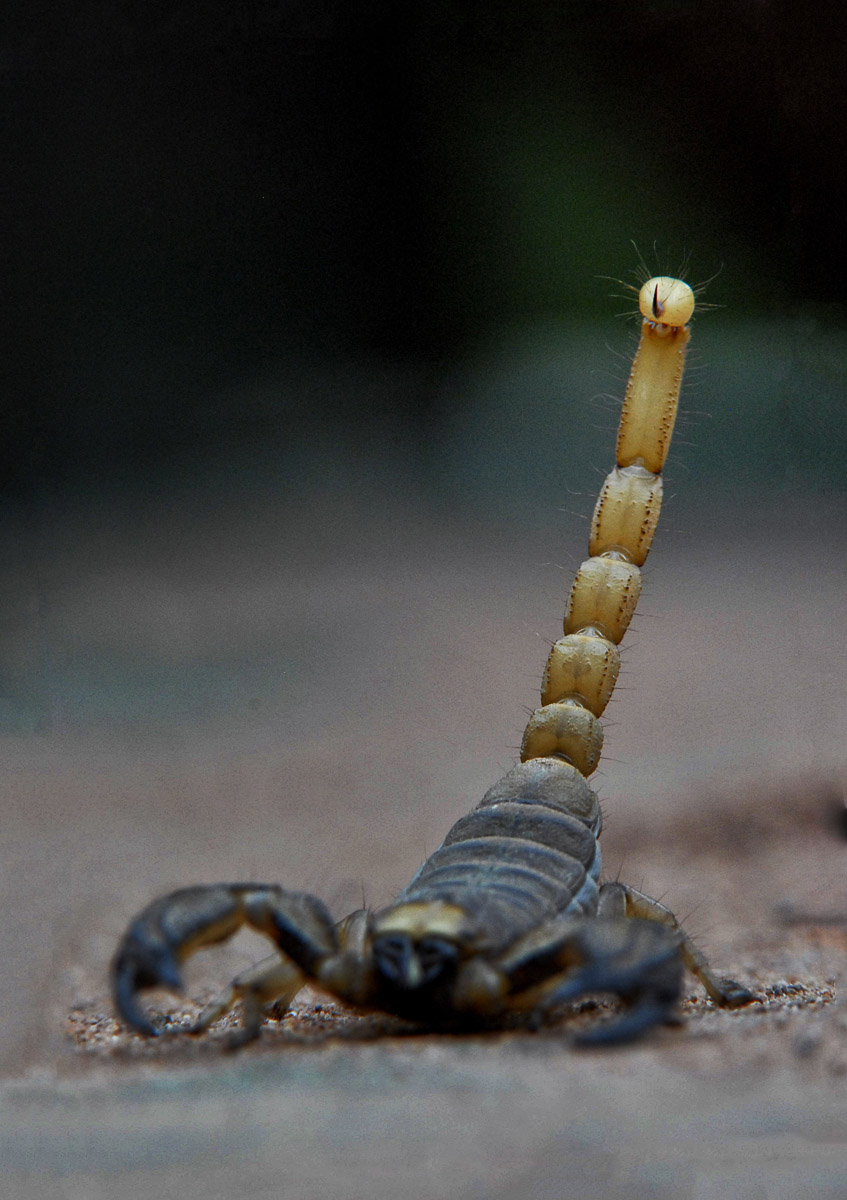 Thick tail Scorpion image taken in the Kruger National Park