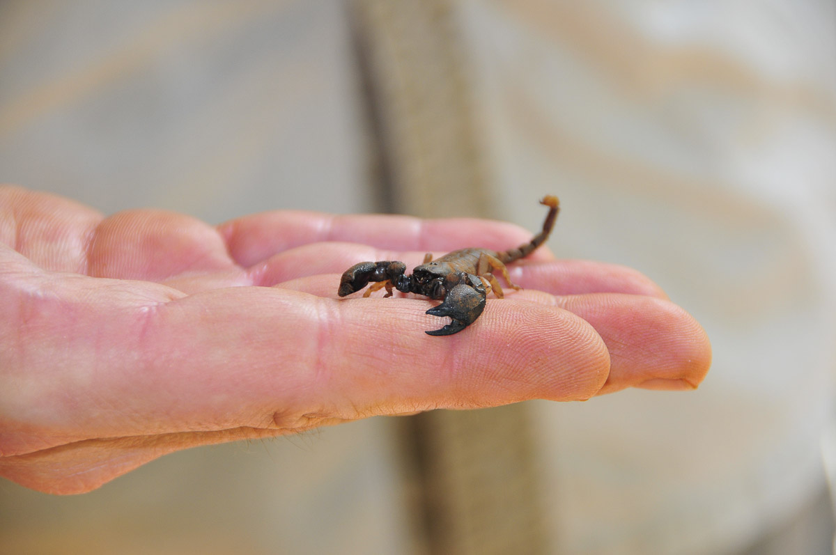 Thin tail scorpion taken in Sirheni Bush camp in Kruger National Park