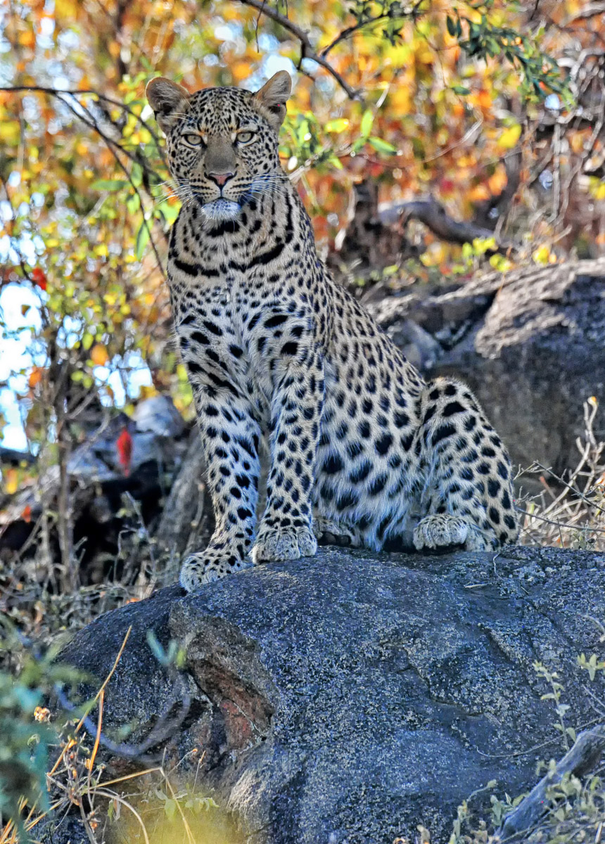 Tlhware Leopard taken on Tshukudu game drive