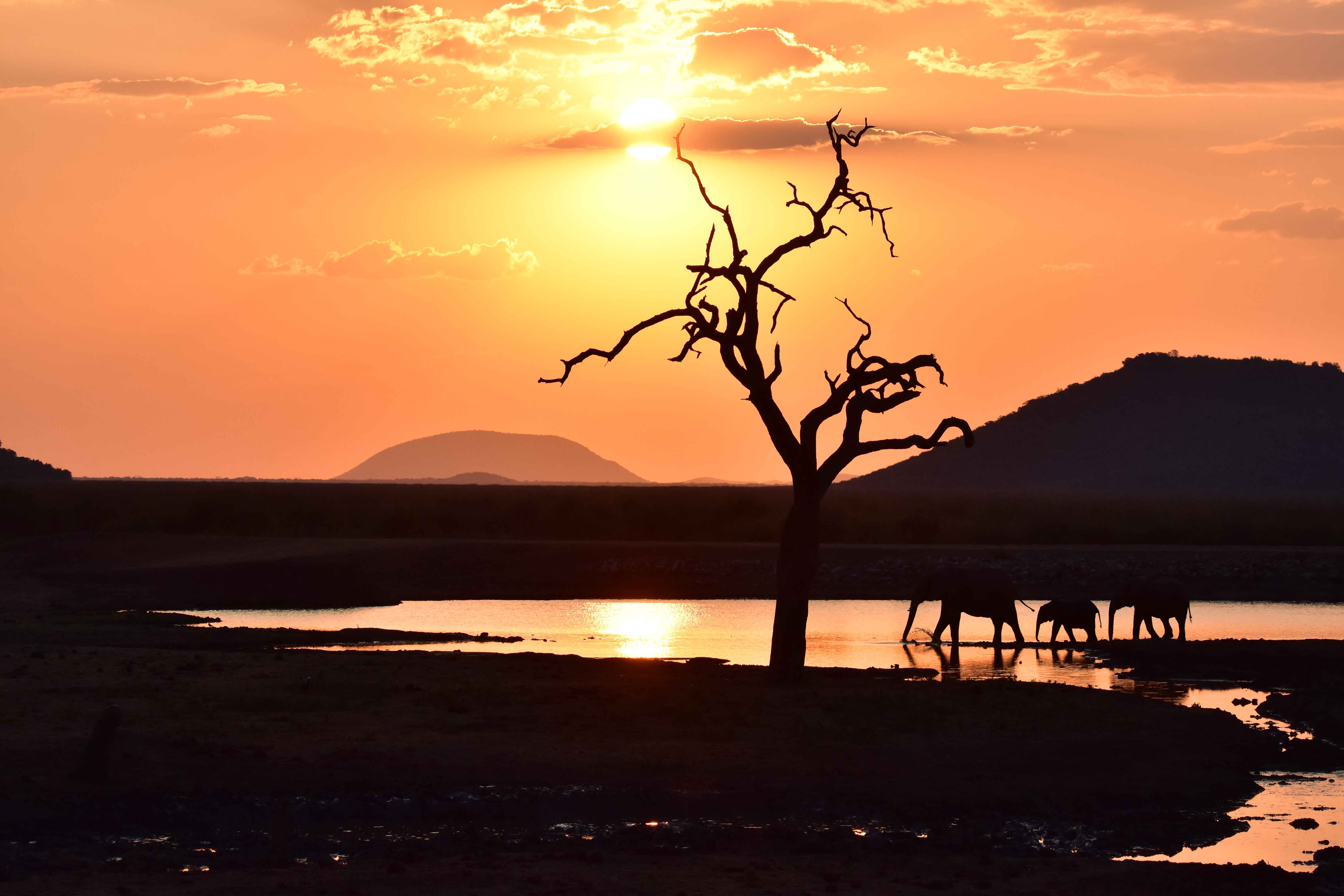 Tlou dam at sunset with elephants