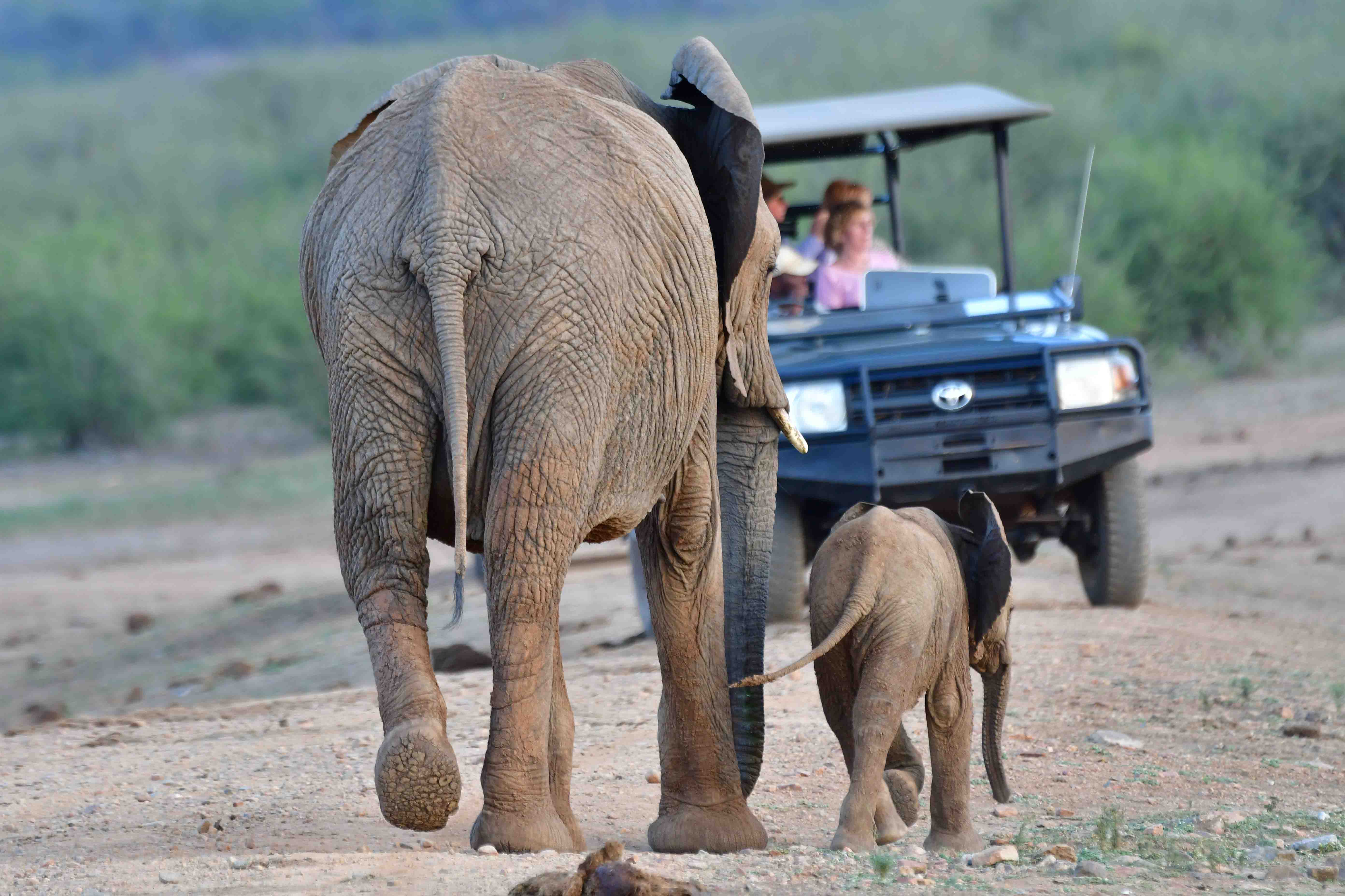 elephants at Tlou dam 