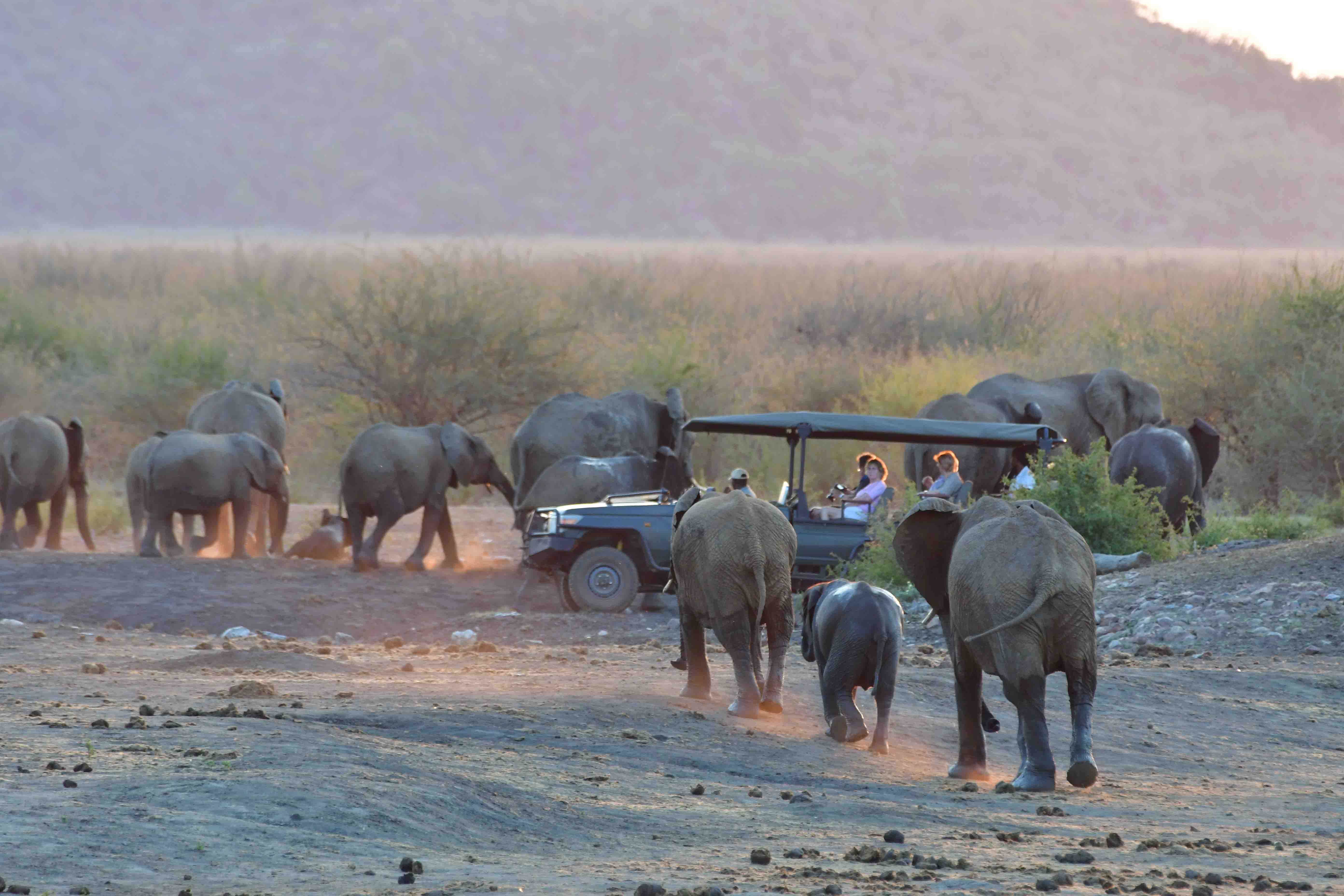 elephants at Tlou dam2 