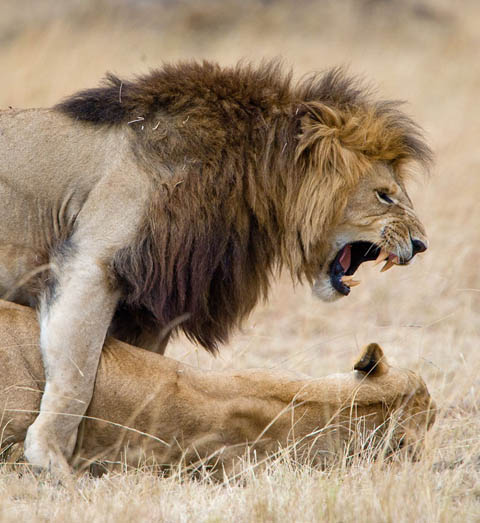 Lions mating Lions mating