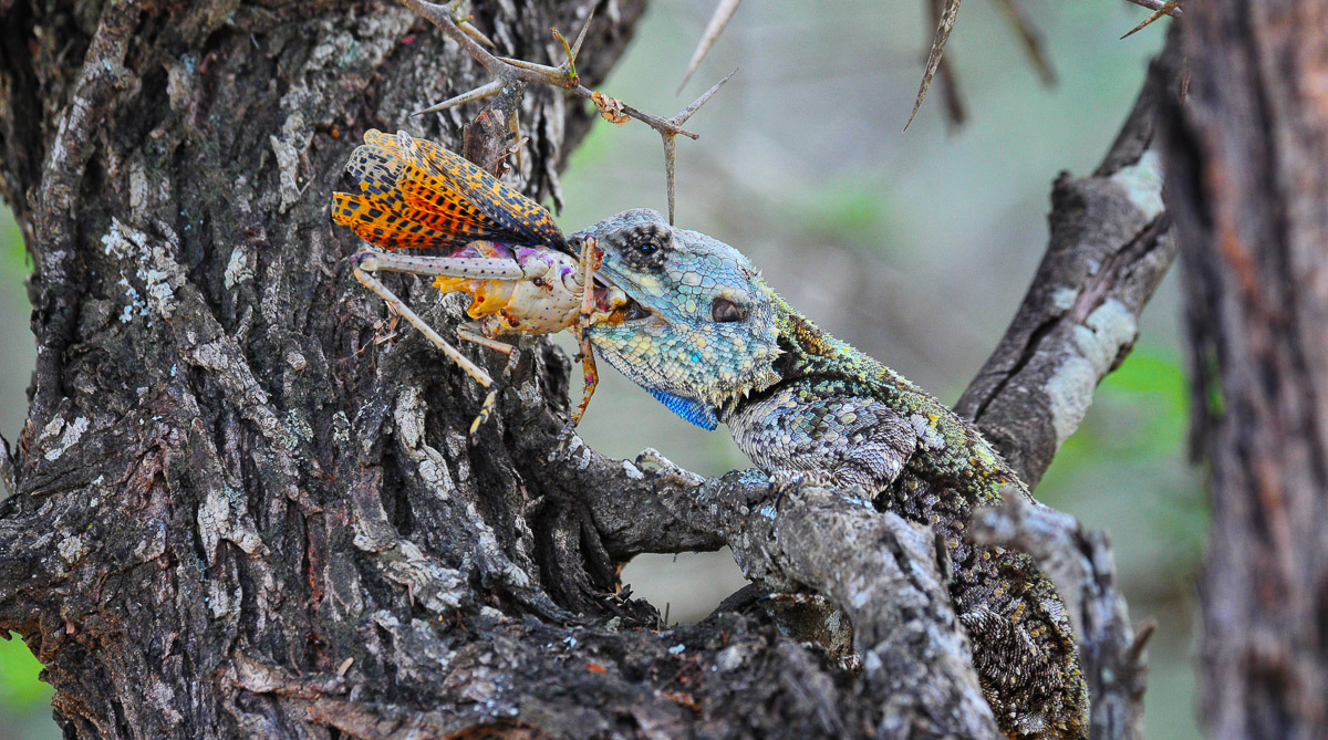 Tree Agama catching his lunch at Lake panic hide in the Kruger National Park