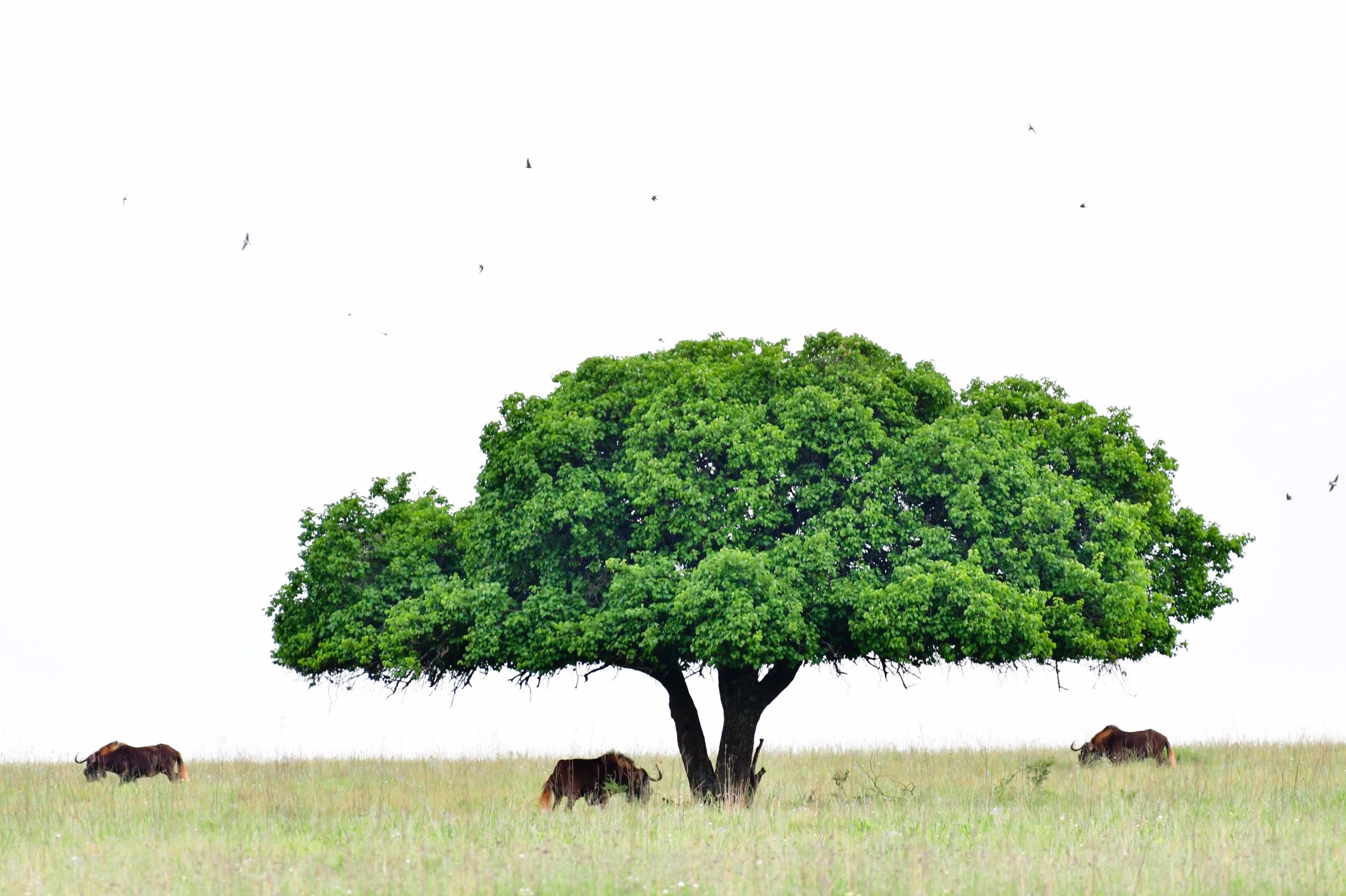 tree and black wildebeest tree and black wildebeest