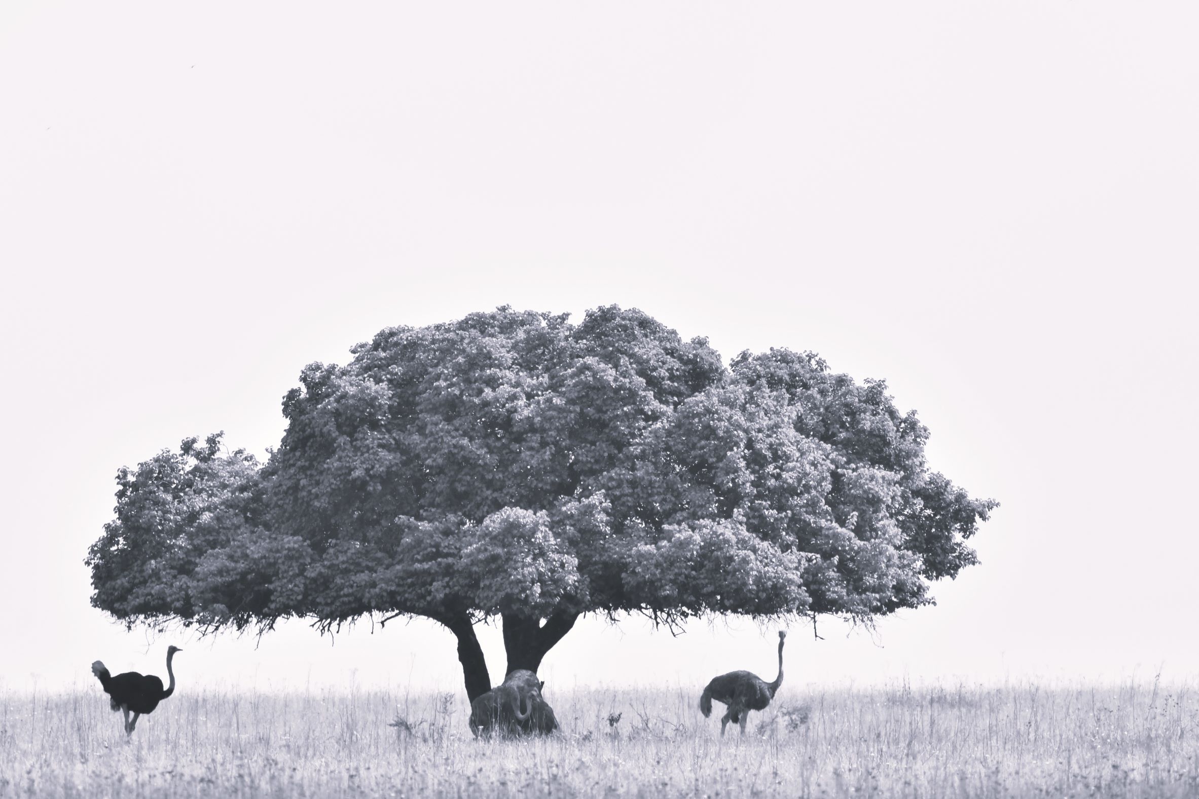 ostriches under our favourite Rietvlei tree ostriches under our favourite Rietvlei tree