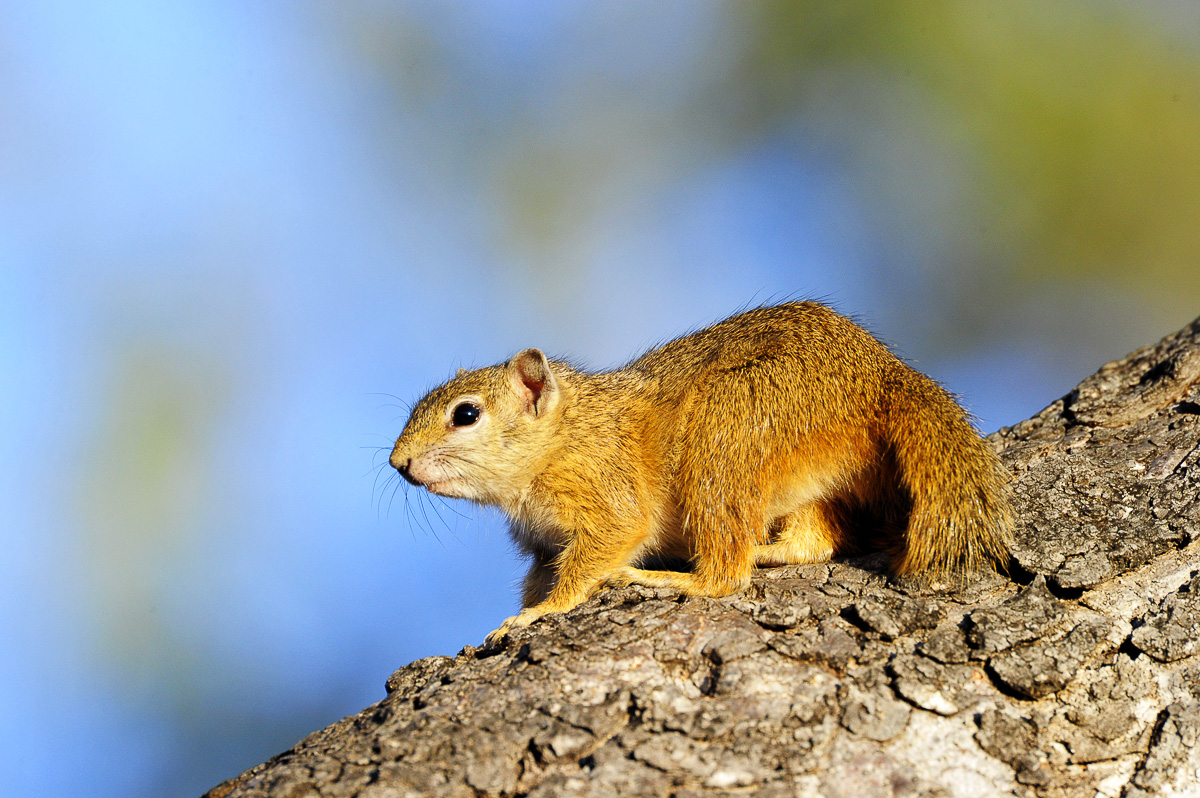 Tree Squirrel in Punda camp