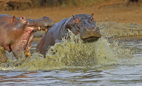 Fighting hippos in the Kruger Park