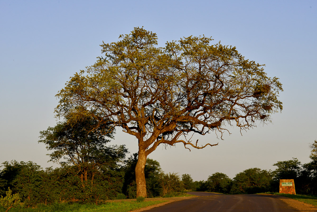 Tsendze camp turnoff just 7kms from Mopani rest camp in the Kruger National Park