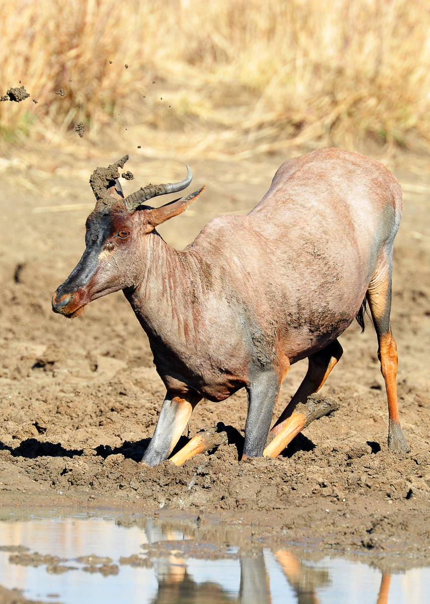 Tsessebe at Ratlhogo hide