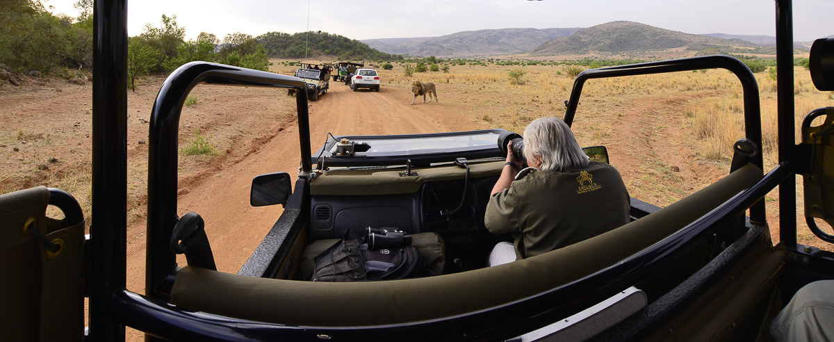 Photographing lions on a Tshukudu game drive
