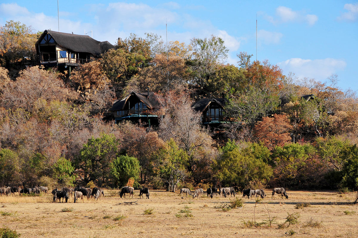 Wildebeest grazing front of Tshukudu Bush Lodge