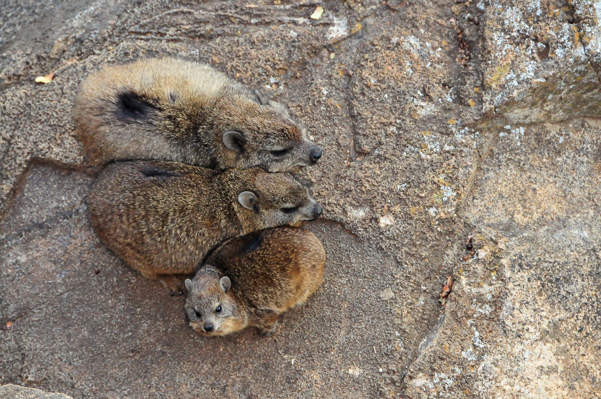Rock Dassies huddled together on rock below our chalet at Tshukudu Lodge