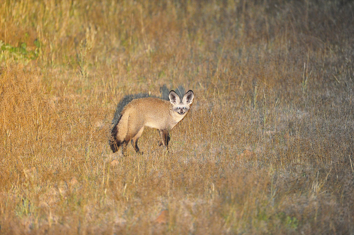 Bat-eared fox walking past our cabin at Urikaruus
