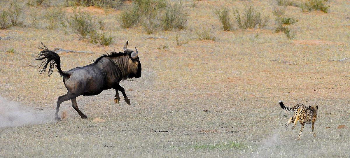 Cheetah chasing a Wildebeest at Urikaruus camp