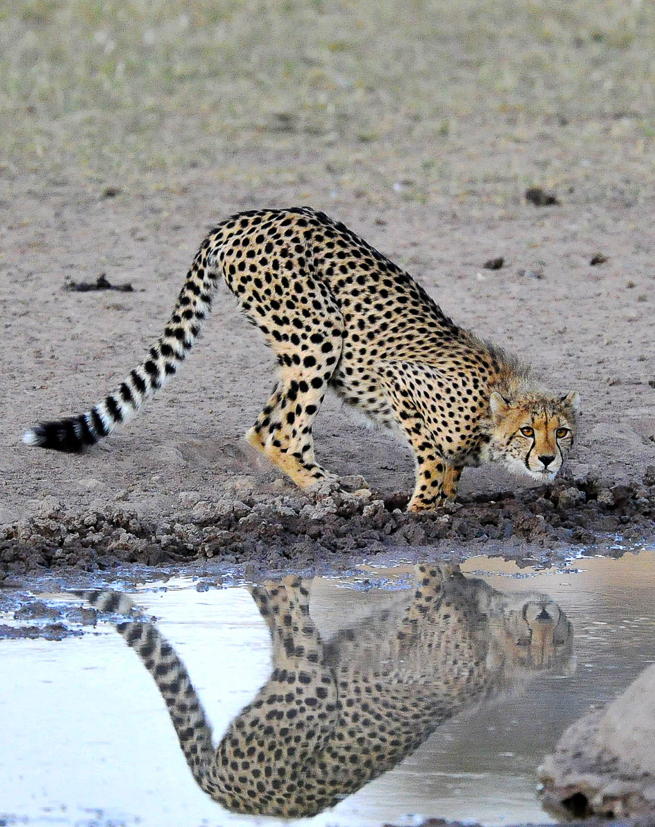 Young Cheetah drinking with reflection at Urikaruus