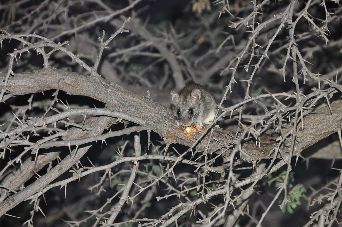 The little tree mouse at Urikaruus