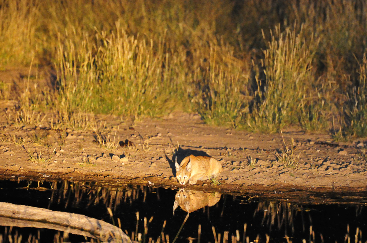 Caracal drinking at Urikaruus waterhole at night