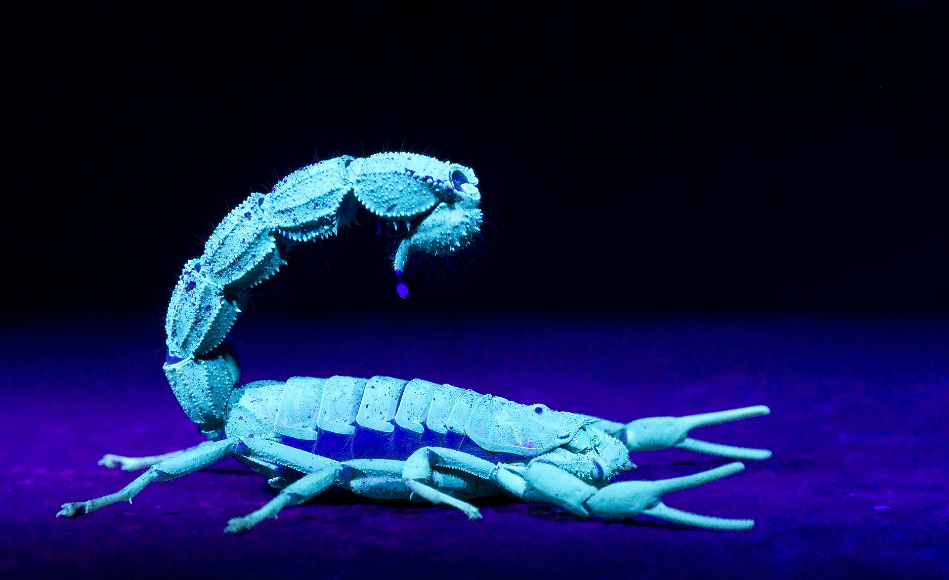 Ultra violet lit Scorpion with venom droplet, image taken in the Kruger National Park