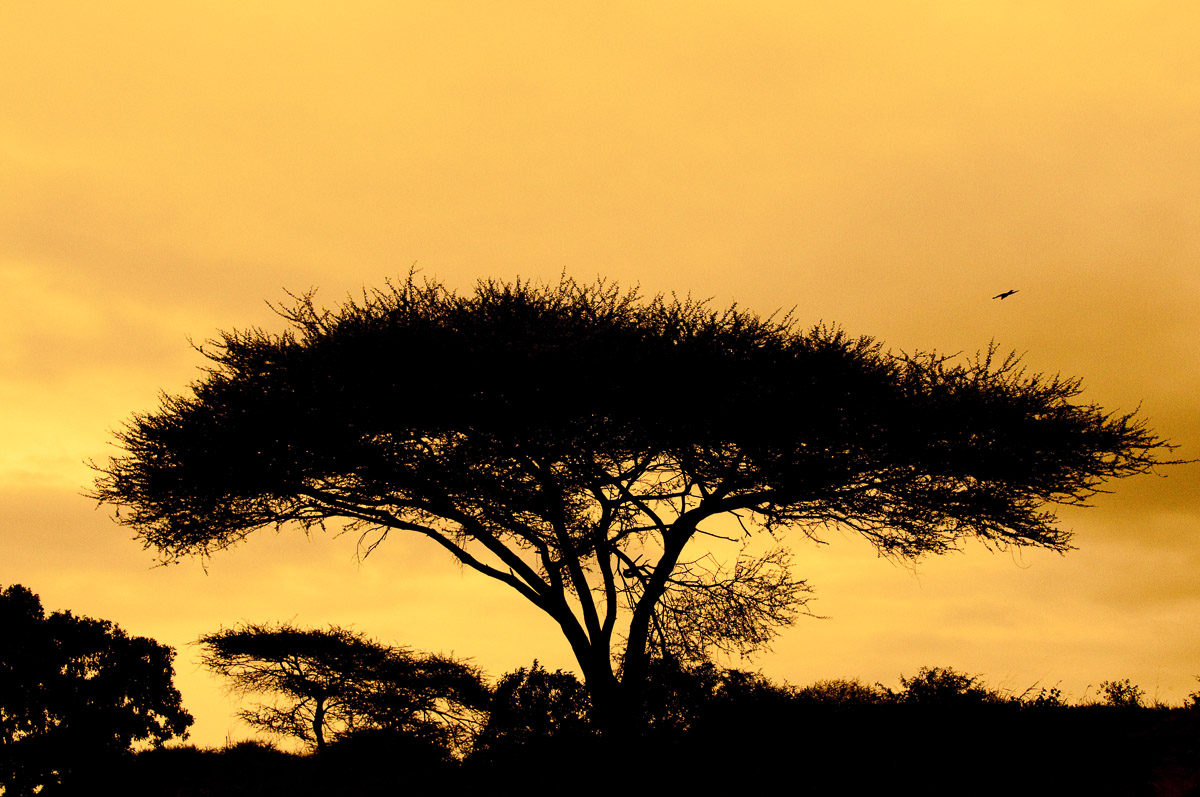 Silhouette of Umbrella Thorn tree on the S39 Timbavati road in the Kruger National Park