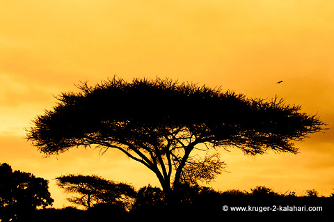 Umbrella tree in Kruger Park
