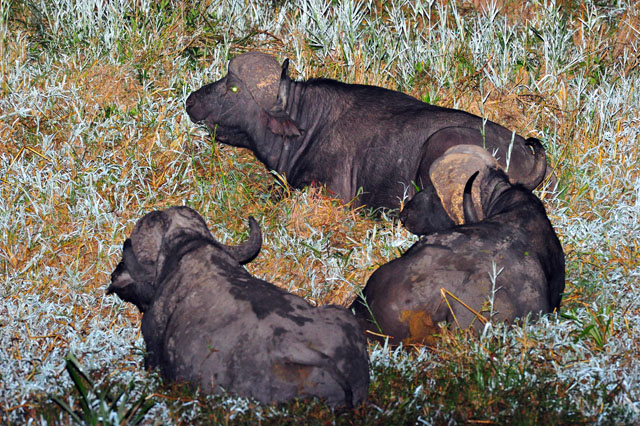 Cape Buffalos Cape Buffalos