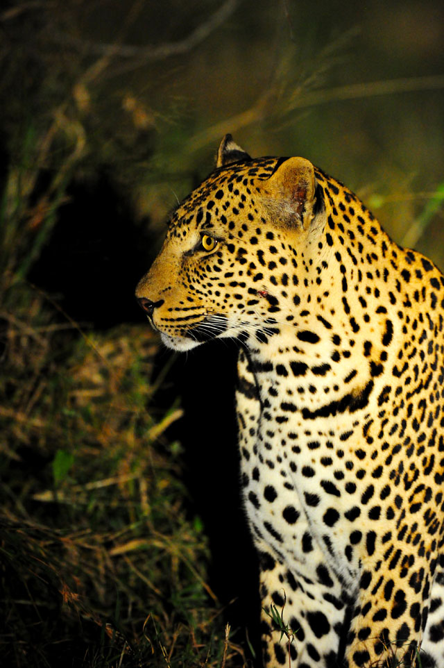 Leopard profile Leopard profile