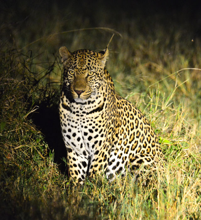 Leopard photographed at night Leopard photographed at night
