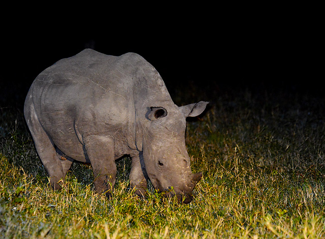 White Rhino at night White Rhino at night