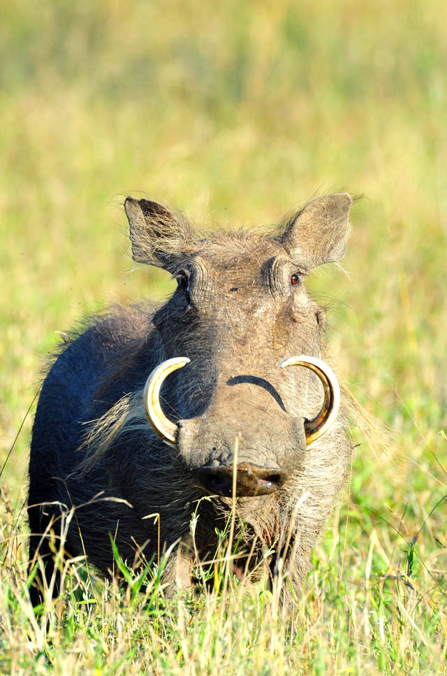 A warthog stare A warthog stare