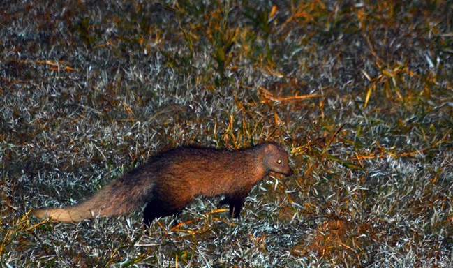 White tailed mongoose
